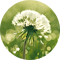 Allergies saisonnières